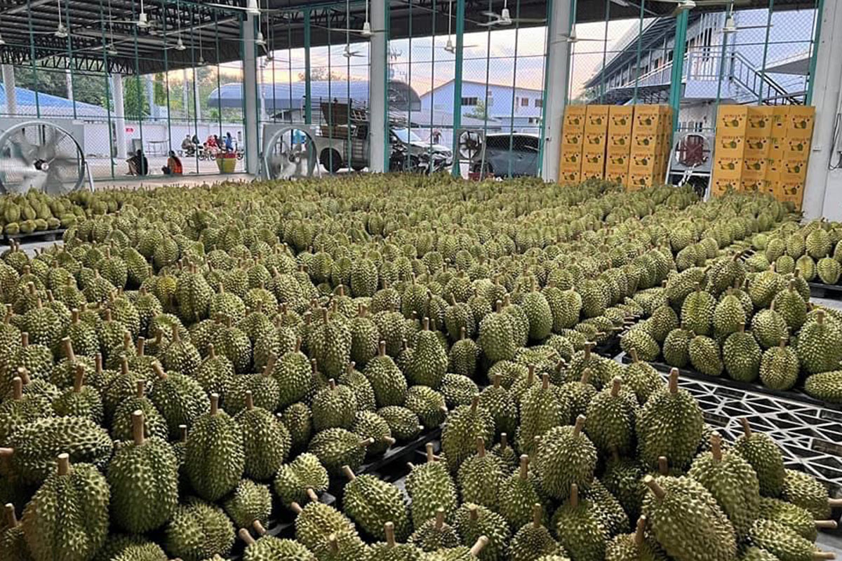 ส่องตลาดค้าผ่านแดนจีน 11 เดือนปี 2566 พุ่งเฉียด 4 แสนล้าน “ทุเรียนสด” ยืนหนึ่ง