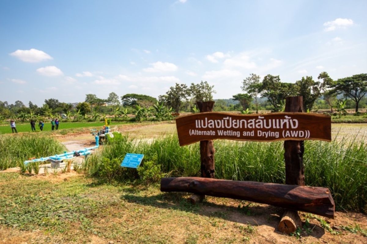 ทำนาเปียกสลับแห้ง ช่วยประหยัดน้ำได้ 1 ใน 3 ลดปล่อยคาร์บอน 75% ช่วยโลก