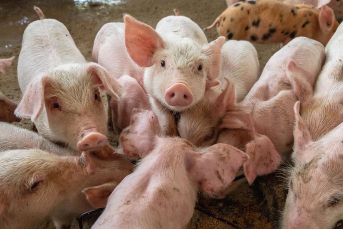 ขึ้นราคาหมู 2 บาท สู่เป้า 80 บาท วันนี้ (7 พ.ค. 67) อุ้มเกษตรกรพ้นขาดทุน