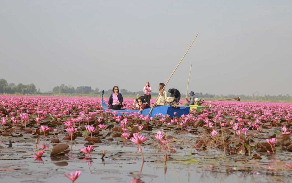 นครสวรรค์ เปิดฤดูกาลท่องเที่ยว “ล่องเรือ ดูนก ชมบัว ชิมปลา บึงบอระเพ็ด”