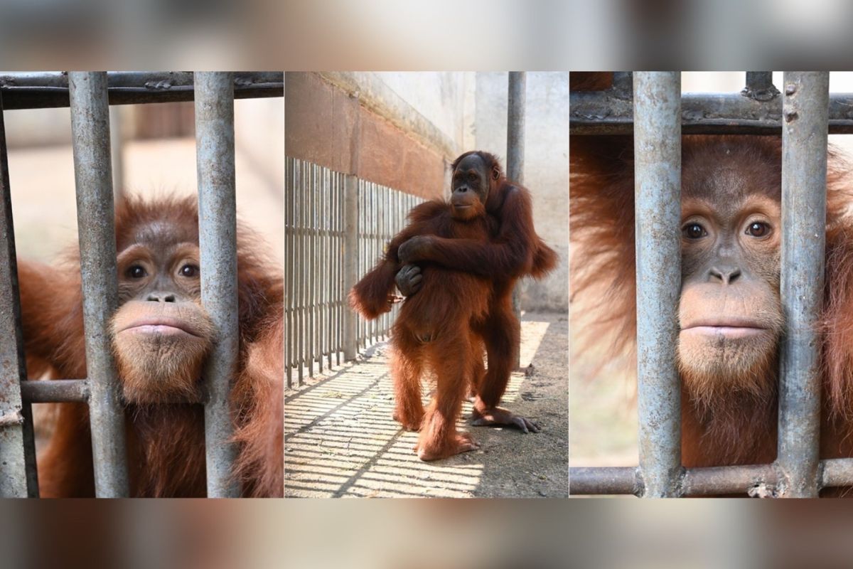 พัชรวาทส่ง “โนบิตะ-ชิซุกะ-ไบรอัล” 3 อุรังอุตัง กลับบ้านเกิดอินโดนีเซีย