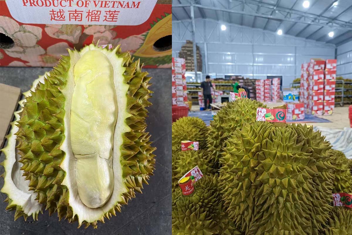 ทุเรียน