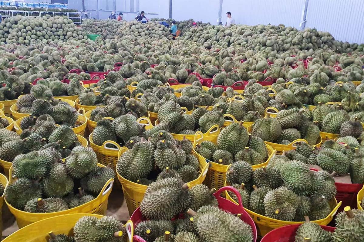 ผู้ส่งออกทุเรียนไทยระส่ำหวั่นมาร์เก็ตแชร์ “จีน” ต่ำกว่า 50%