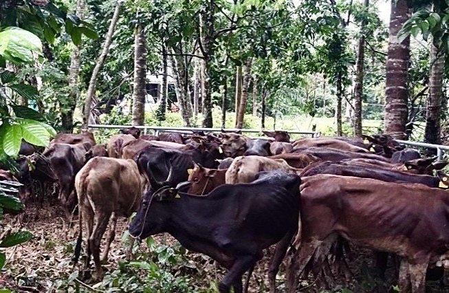 กินหัวคิวโคบาลชายแดนใต้ไม่รอด “ธรรมนัส” สั่งลงดาบเชือดพบทุจริตเอาผิดไม่ละเว้น