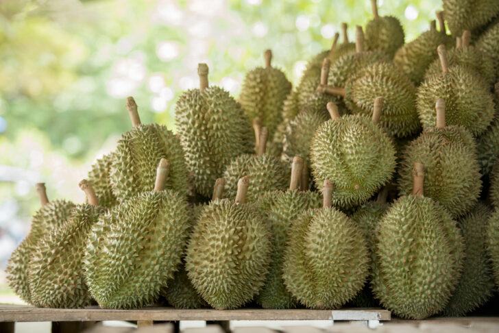durian ทุเรียน สวนทุเรียนในไทย