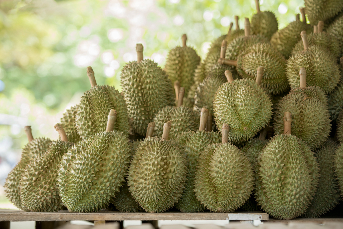 ทุเรียนหมอนทองที่ปลูกในเวียดนามราคาพุ่ง 50% คนจีนแห่ซื้อเป็นของขวัญตรุษจีน
