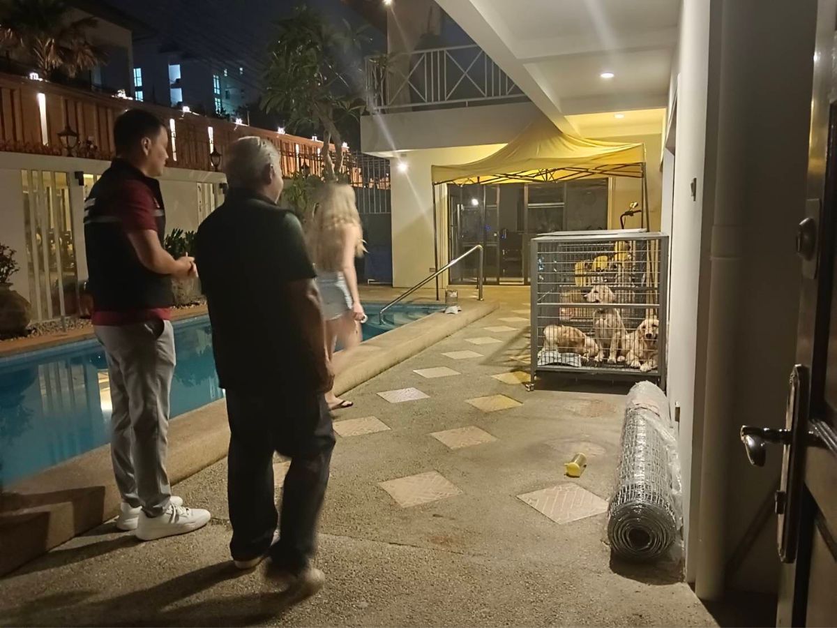 คลิปสิงโตในรถหรูเปิดประทุนพัทยา เป็นเหตุ กรมอุทยานแห่งชาติรวบขบวนการค้าสัตว์ป่า