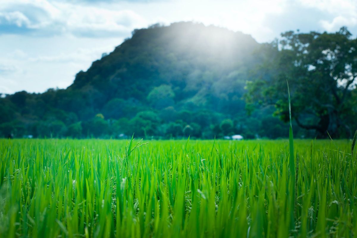 เช็กราคาที่ดิน โฉนด ส.ป.ก. 72 จังหวัด ยกเว้น 5 จังหวัด ไร้ที่ดิน ส.ป.ก. ที่ไหนบ้าง