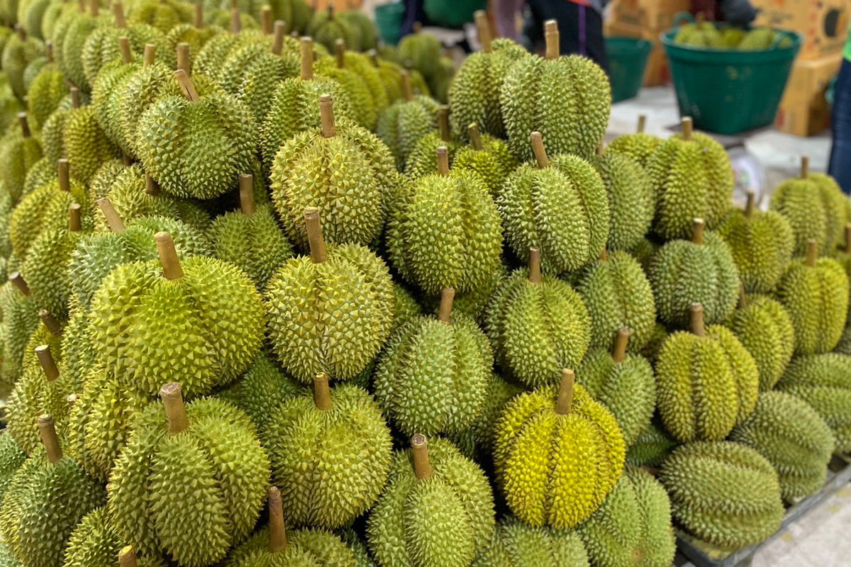 ทุเรียนปีนี้ผลผลิตแค่ 50% ล้งจีนแย่งซื้อ ดันราคาพุ่งโลละ 280-320 บาท