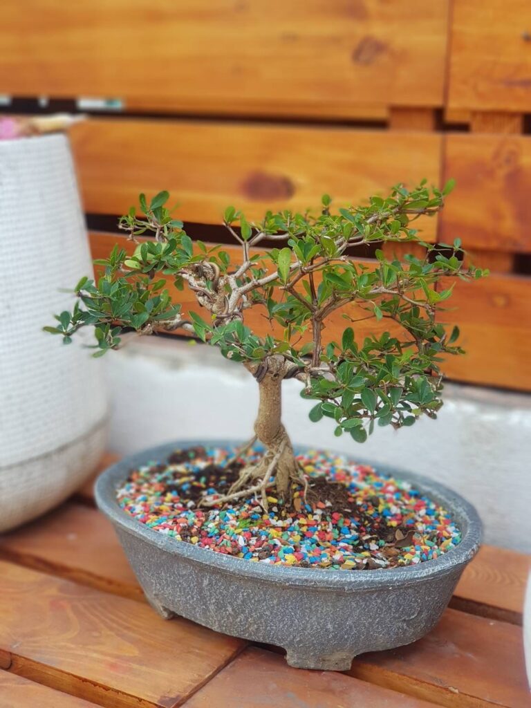ดอกไม้