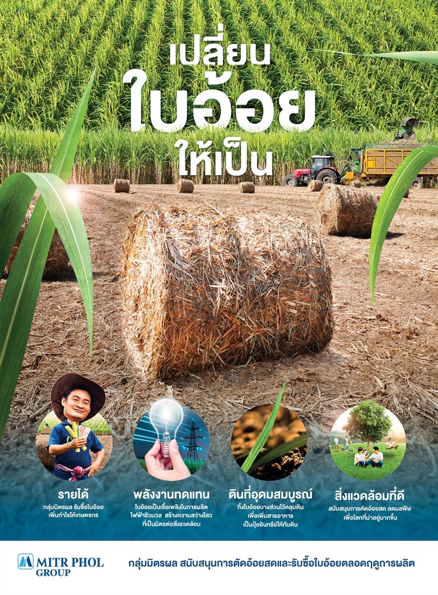 ใบอ้อยสด