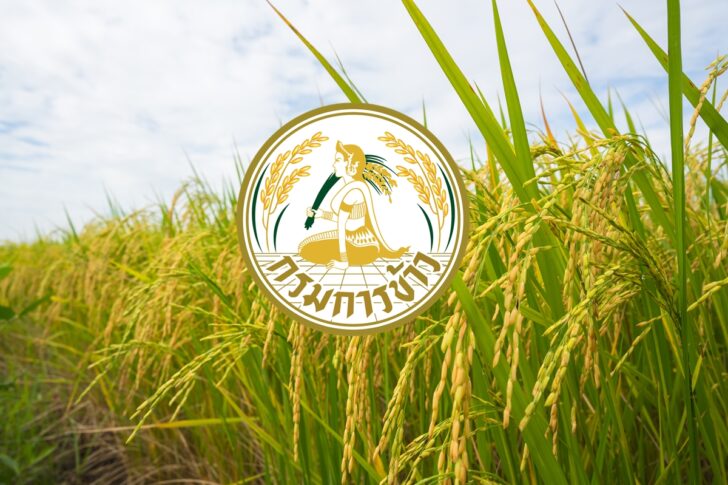 กรมการข้าว1 สิ้นสุดการรอคอย 'กรมการข้าว' เตรียมประกาศรับรอง 10 สายพันธุ์ข้าวใหม่