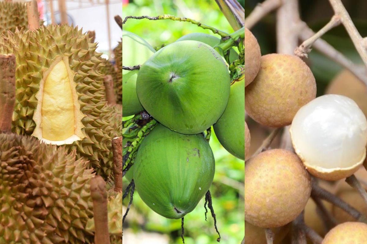 ไทยแชมป์ส่งออกผลไม้ไปจีน เปิดท็อป 5 ผลไม้ไทย ยอดนิยมปี 2566