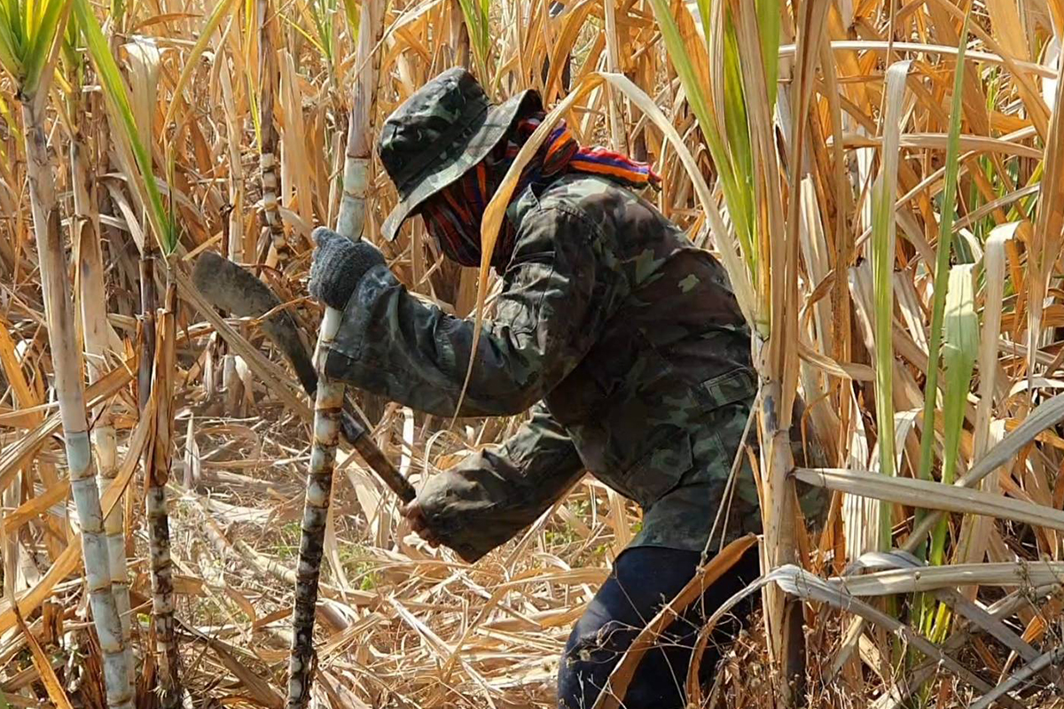 ข้อพิพาท น้ำตาล WTO 8 ปี บราซิลยุติฟ้อง-ไทยพ้นมลทินอุดหนุน