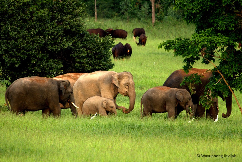 WWF ชูโมเดลพื้นที่กุยบุรี แก้ปัญหาคนกับช้างป่า อยู่ร่วมกันได้อย่างไร?