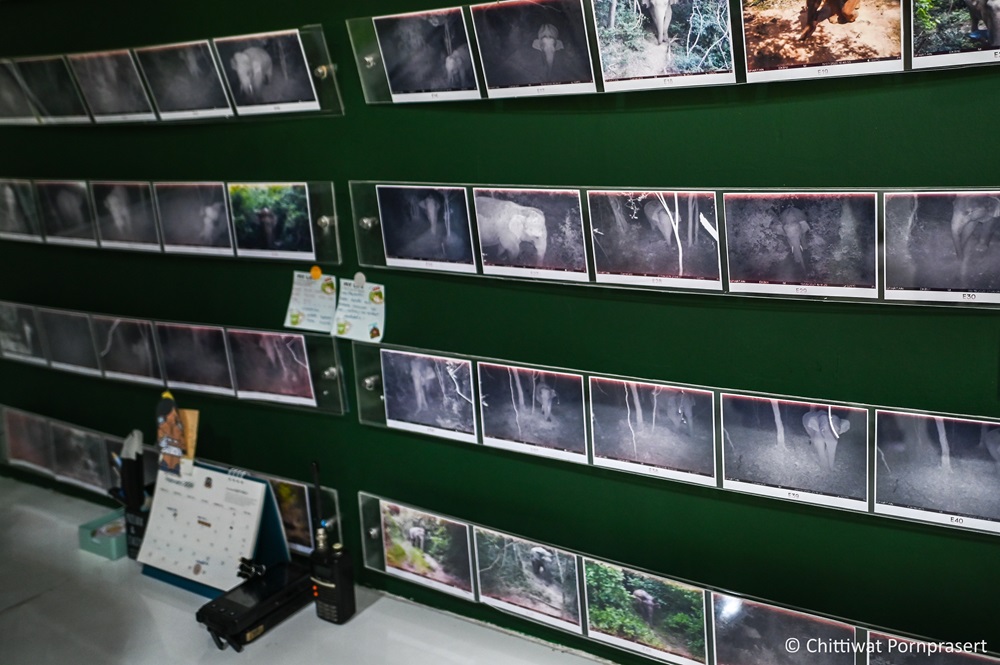 WWF ระบบติตามช้างป่า