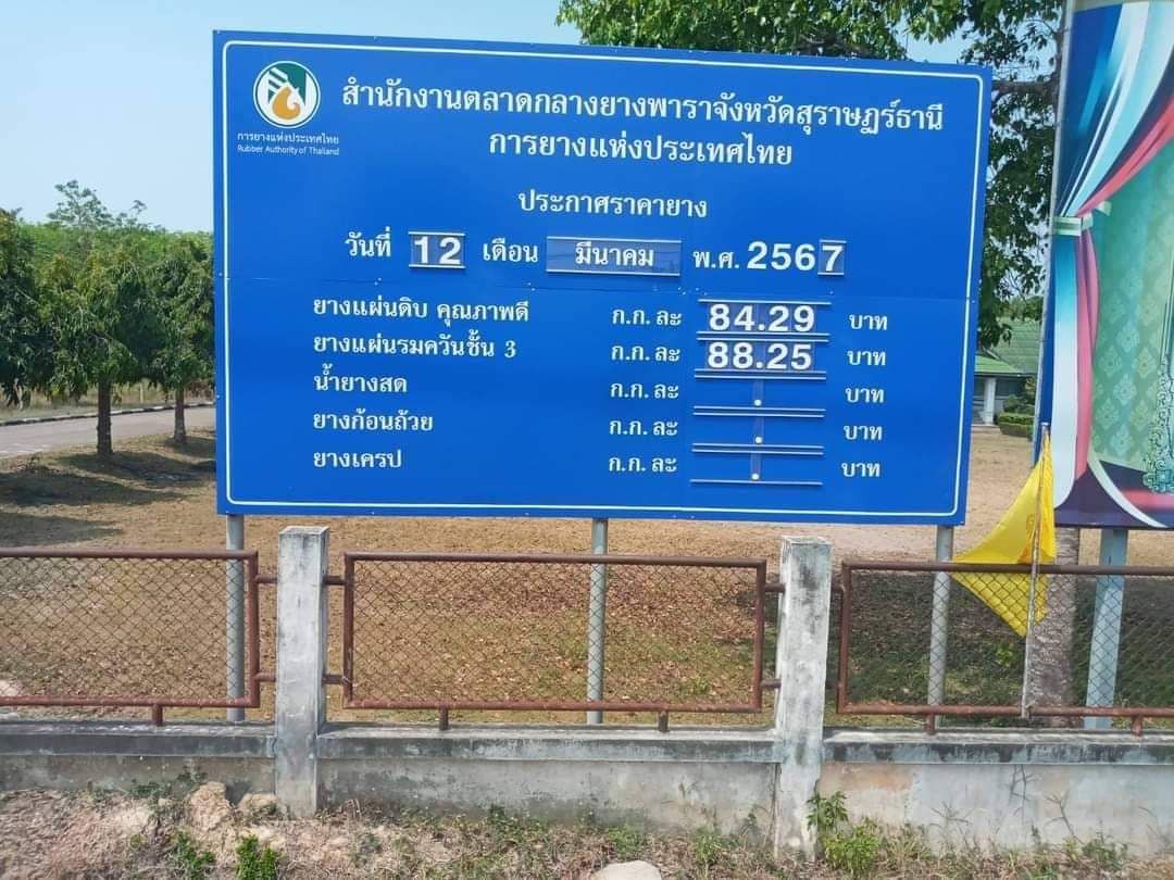 ราคายางจ่อ 90 บาท/กก. แล้ว รอรับข่าวดีขายคาร์บอนเครดิตได้ 4 ตันต่อยาง 1 ไร่