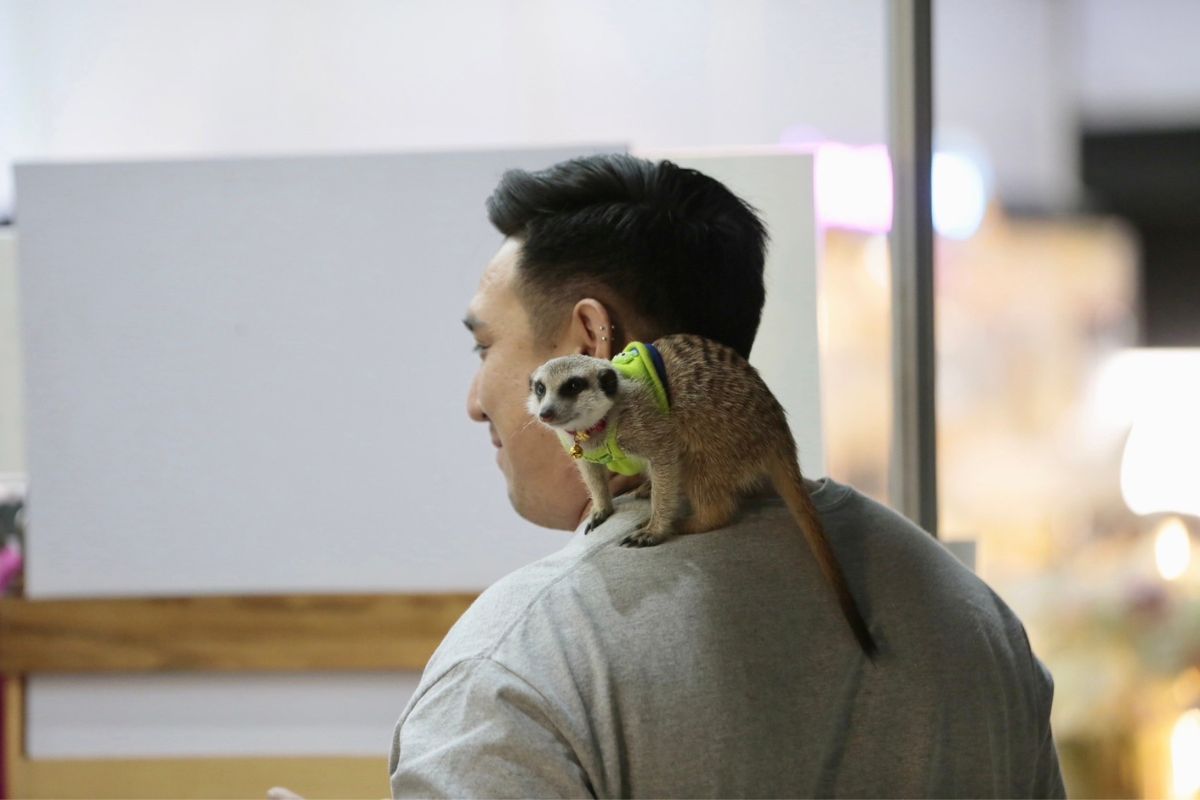 Exotic Pet มาแรง มีหลากหลายชนิด ควรเลี้ยงดีหรือไม่ ดูแลอย่างไรดี