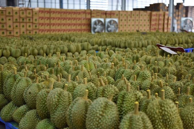 ดันทุเรียนคุณภาพส่งจีน “ธรรมนัส” สั่งคุมเข้มตลอดห่วงโซ่อุปทาน
