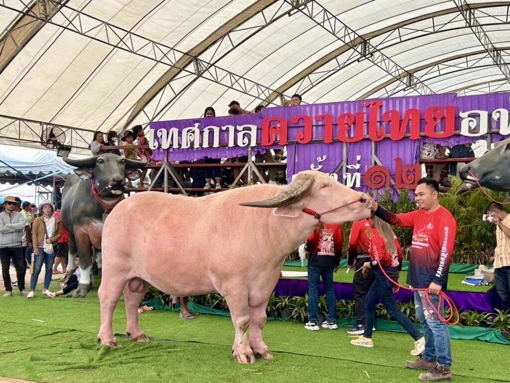 ควาย
