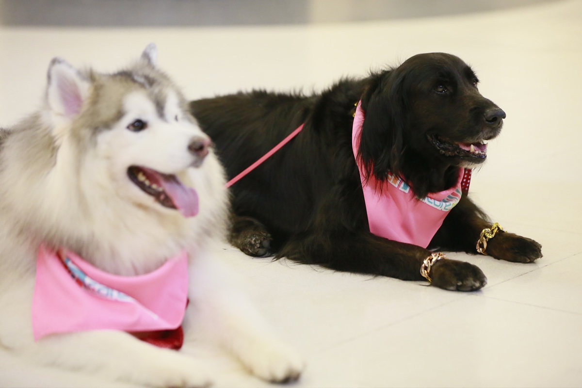 Pet Healthcare 2024