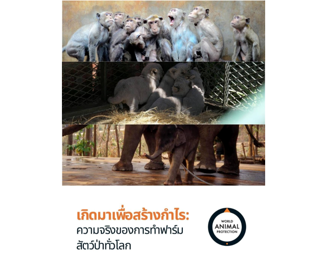 เปิดด้านมืดธุรกิจค้าสัตว์ป่าทั่วโลก