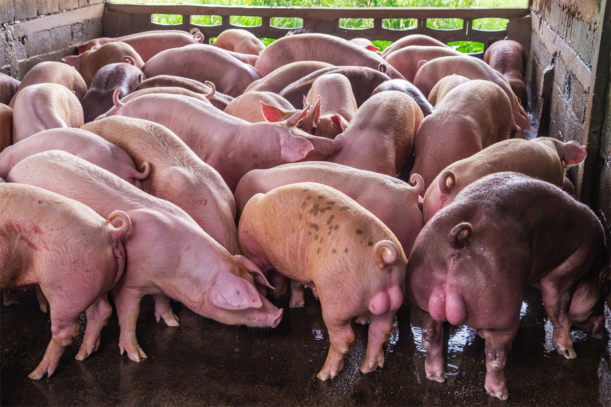 หมูราคาตกต้องแก้ทั้งระบบ