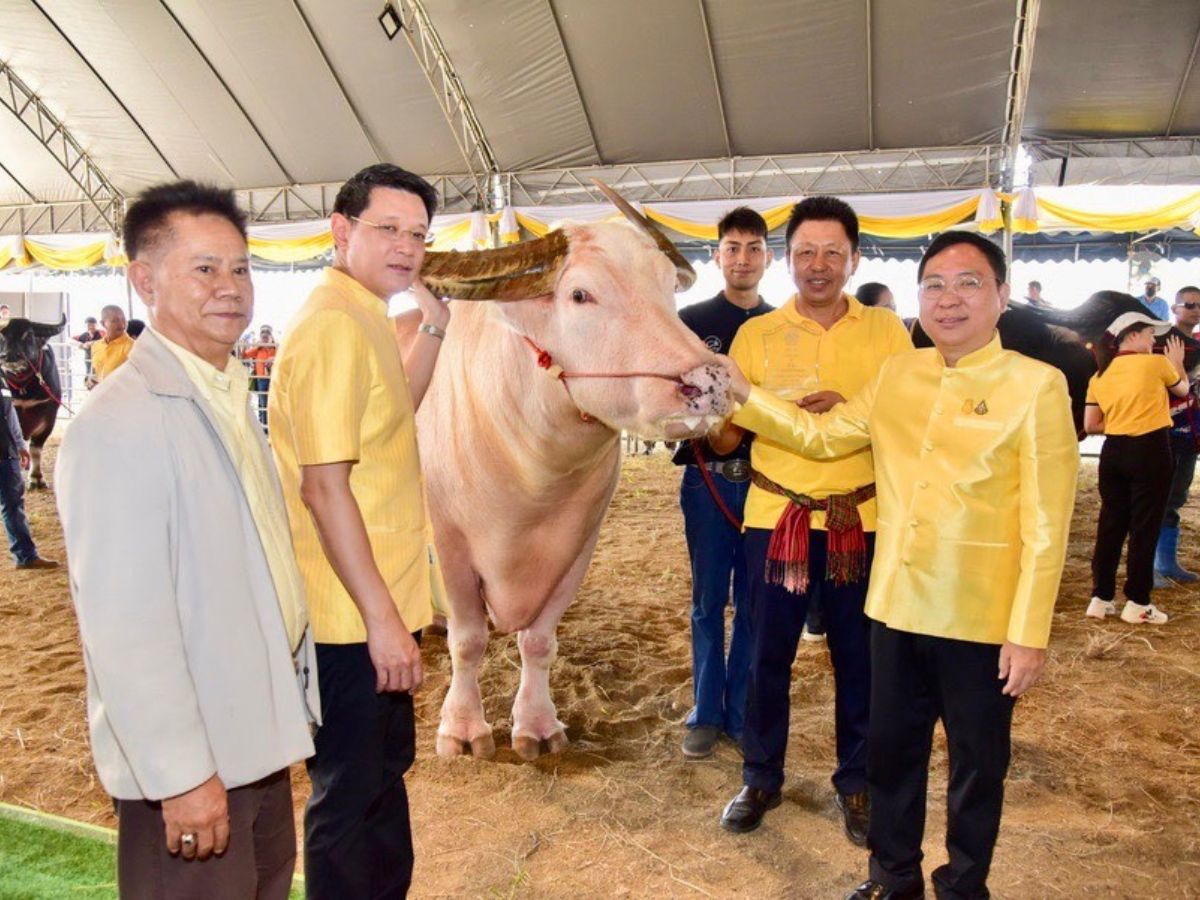 ‘พี่โก้ เมืองเพชร’ และเพื่อนควายโชว์เล่นน้ำสงกรานต์กับนักท่องเที่ยวเจอกันที่ข้าวสาร