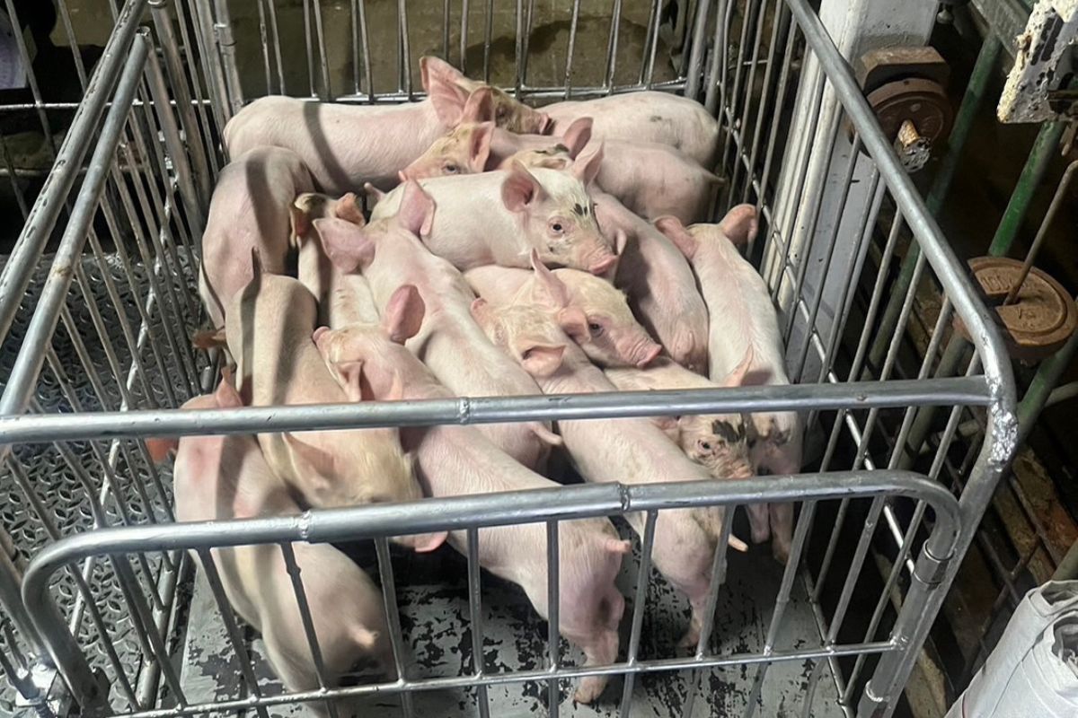 ฟาร์มหมู กัดฟันยอมทำหมูหัน ขาดทุนตัวละ 450 บาท ยังดีกว่าขายหมูขุนขาดทุนตัวละ 1,500 บาท