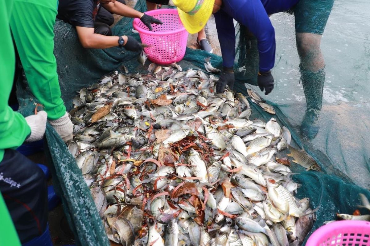 5 จังหวัด นำร่องจับปลาหมอสีคางดำ ลดการแพร่ระบาด ฟื้นสัตว์น้ำพื้นถิ่น