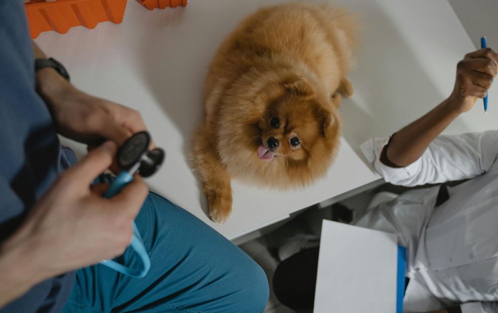 Pet Healthcare 2024 เช็กรายการตรวจสุขภาพสัตว์เลี้ยงฟรี 28-31 มี.ค. ที่เดอะมอลล์บางกะปิ