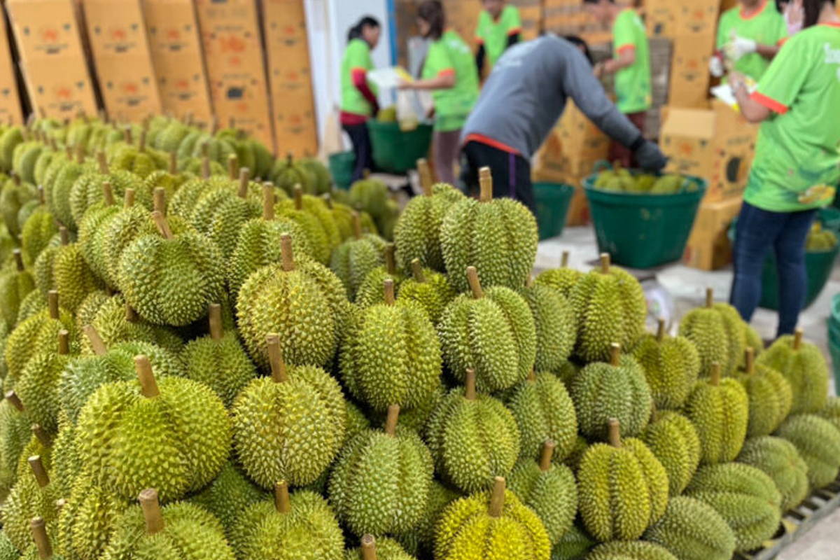 คุณภาพทุเรียนไทย 4 ฝ่ายต้องช่วยกัน