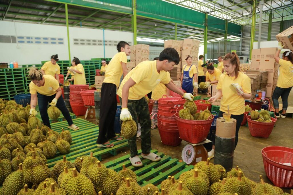 ทุเรียนไทย