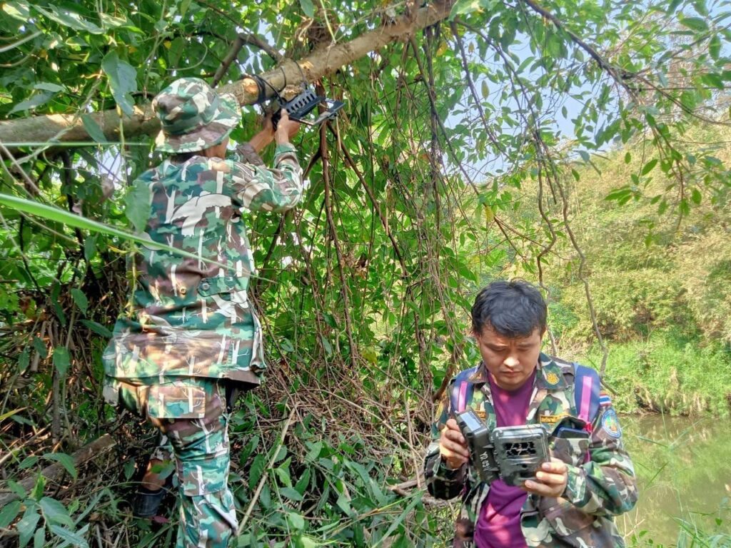 พบจระเข้น้ำจืดสายพันธุ์ไทย สถานะใกล้สูญพันธุ์ ใน