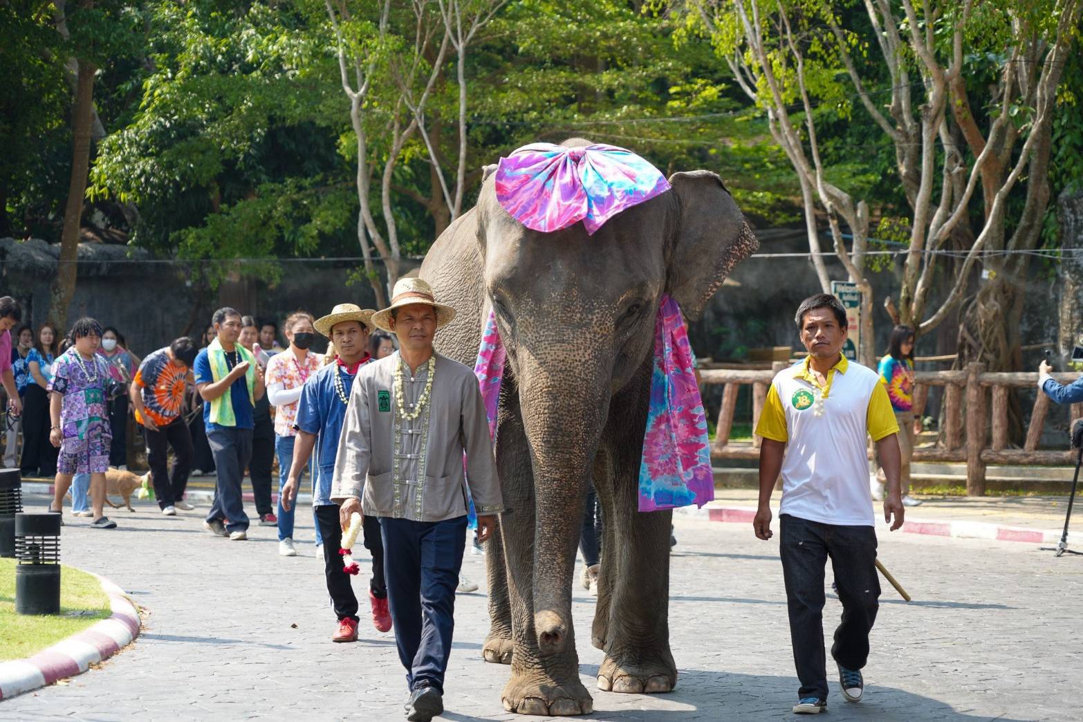 “พังน้ำหวาน” นำขบวนพาเหรดสัตว์เชียงใหม่ไนท์ซาฟารี วันสงกรานต์ 12-16 เม.ย.