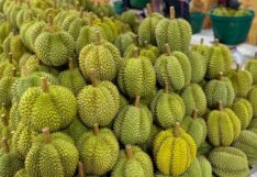 duriannn