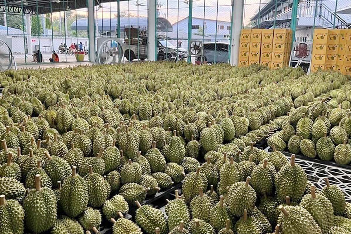 ครม.ผ่านกฎเหล็กคุม “ล้ง” สกัดผลผลิตด้อยคุณภาพไปจีน