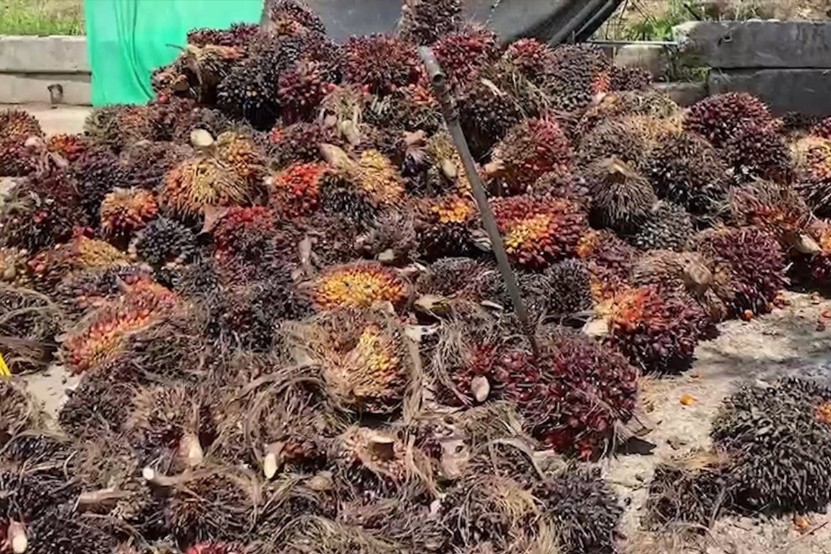 อากาศแปรปรวนถล่มพืชเกษตร ทุเรียนดอกร่วง-ปาล์มขาดคอไม่ติดลูก