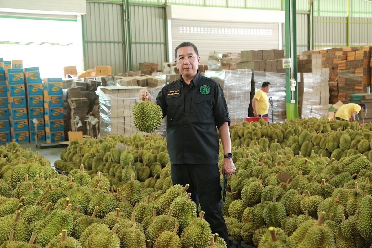 กรมส่งเสริมการเกษตรลุยตรวจก่อนตัด มั่นใจทุเรียนตะวันออกปีนี้ “คุณภาพ” ทำถึง