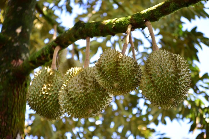 durian ทุเรียน