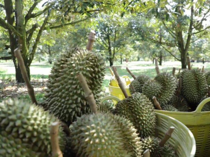 ทุเรียนไทย ทุเรียนไทย
