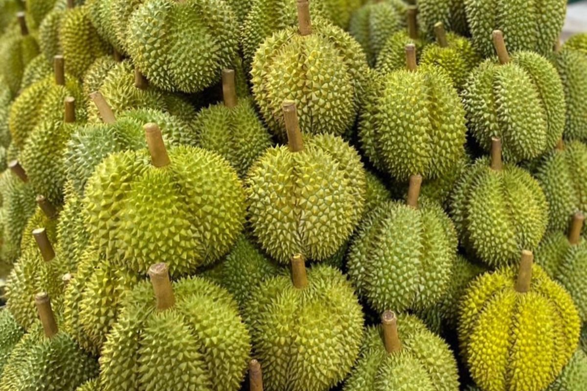 ทุเรียน