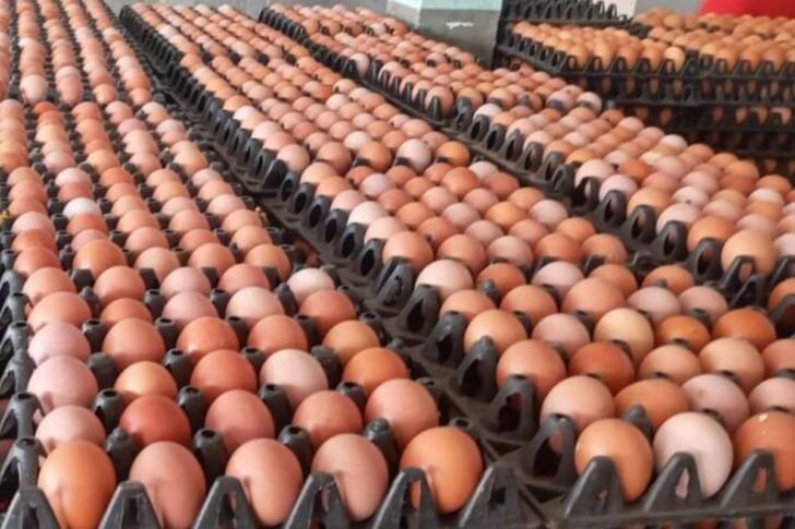 egg (1) egg