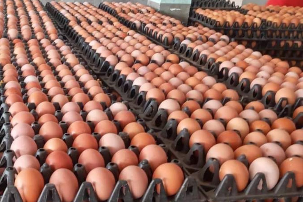 สรุปราคาไข่ไก่ ปี 2567 ปรับขึ้น-ลง กี่ครั้งเช็กที่นี่