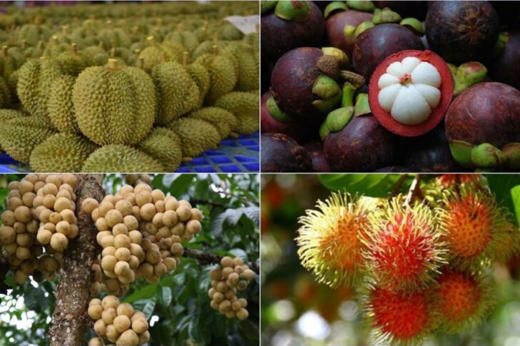 fruit ทุเรียน มังคุด เงาะ ลองกอง