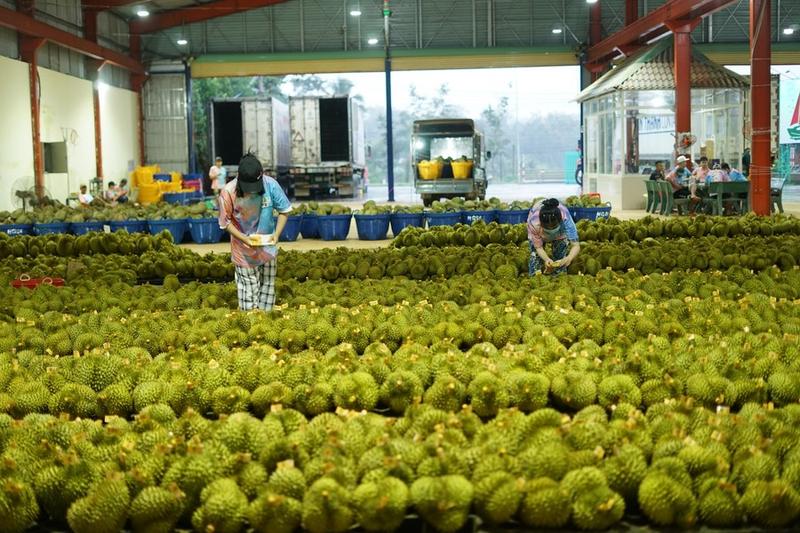ทุเรียนเวียดนามมาแรง ครองส่วนแบ่งตลาดจีน 31.8% เตรียมพุ่งสู่เป้าหมาย-แซงไทย 