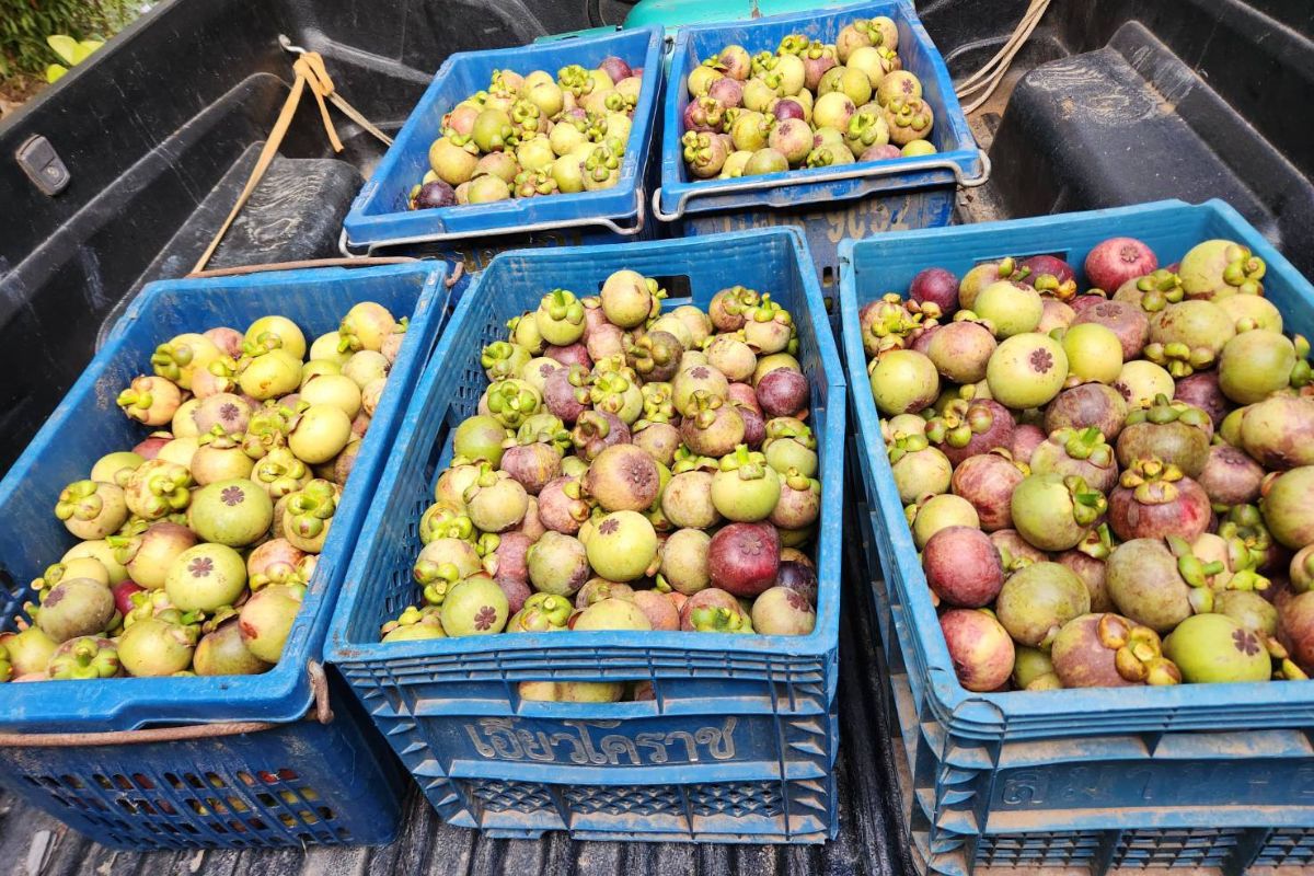 พาณิชย์ตราด เกาะติดราคามังคุด หลังสงกรานต์ ล้งเปิดซื้อเต็มสูบ
