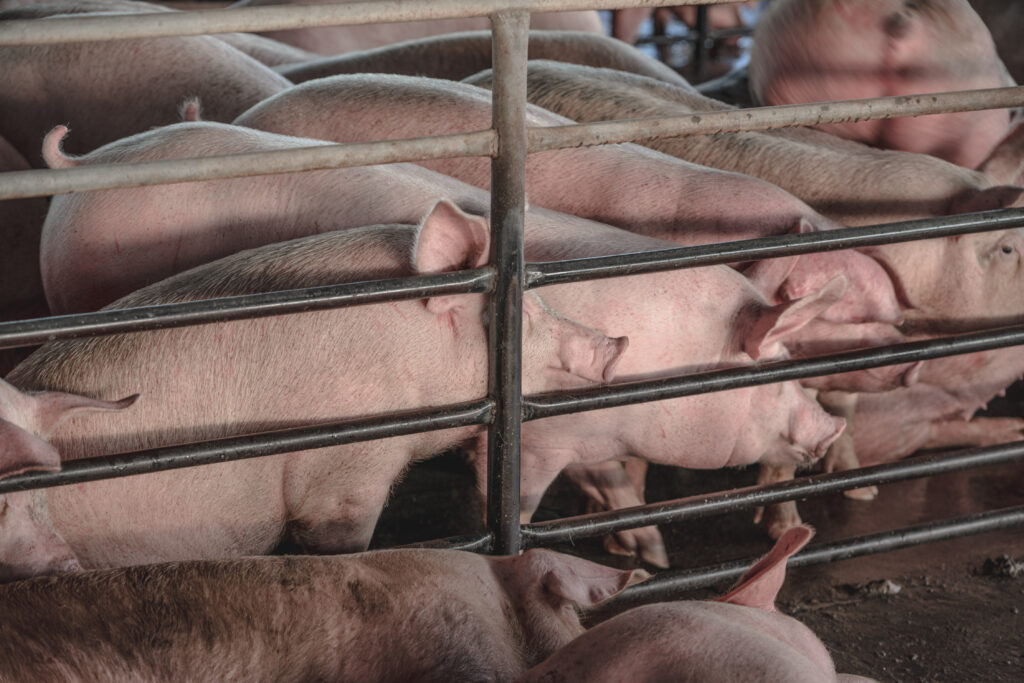 หวั่นหมูเถื่อนตกค้างถล่มราคาหมูไทย ผู้เลี้ยงร้องภาครัฐตรวจค้นซ้ำ
