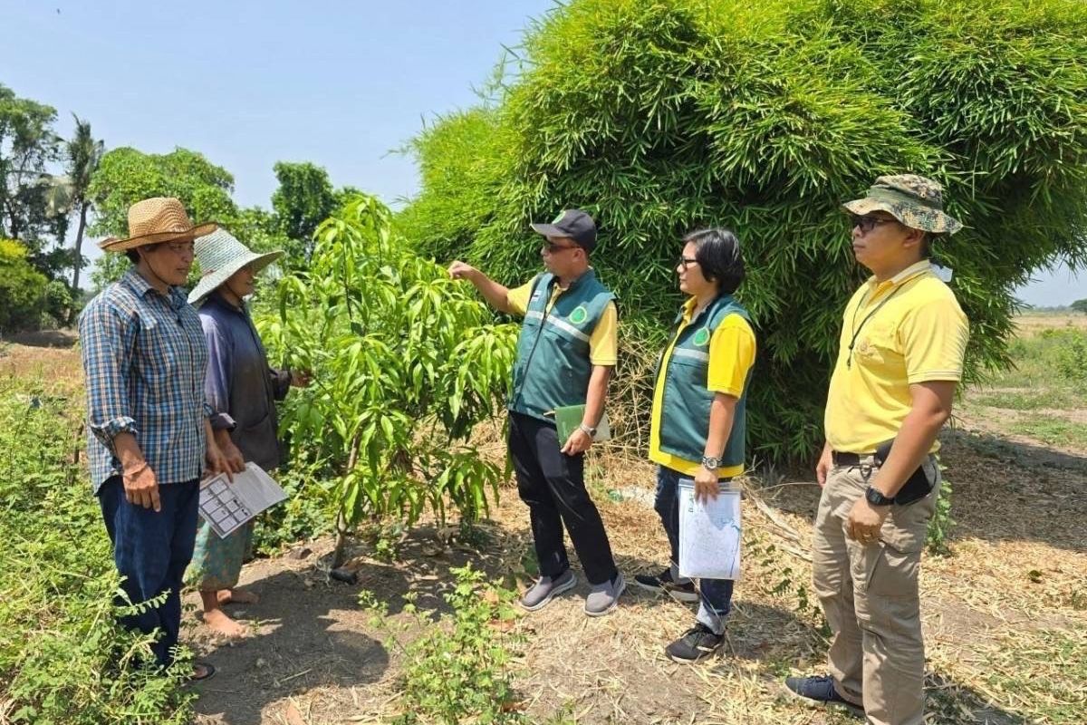 เปิดความเสียหายด้านพืช หลังสถานีสูบน้ำท่าถั่วทรุดตัว น้ำเค็มรุกพื้นที่เกษตร