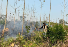 ฝุ่น ไฟป่า